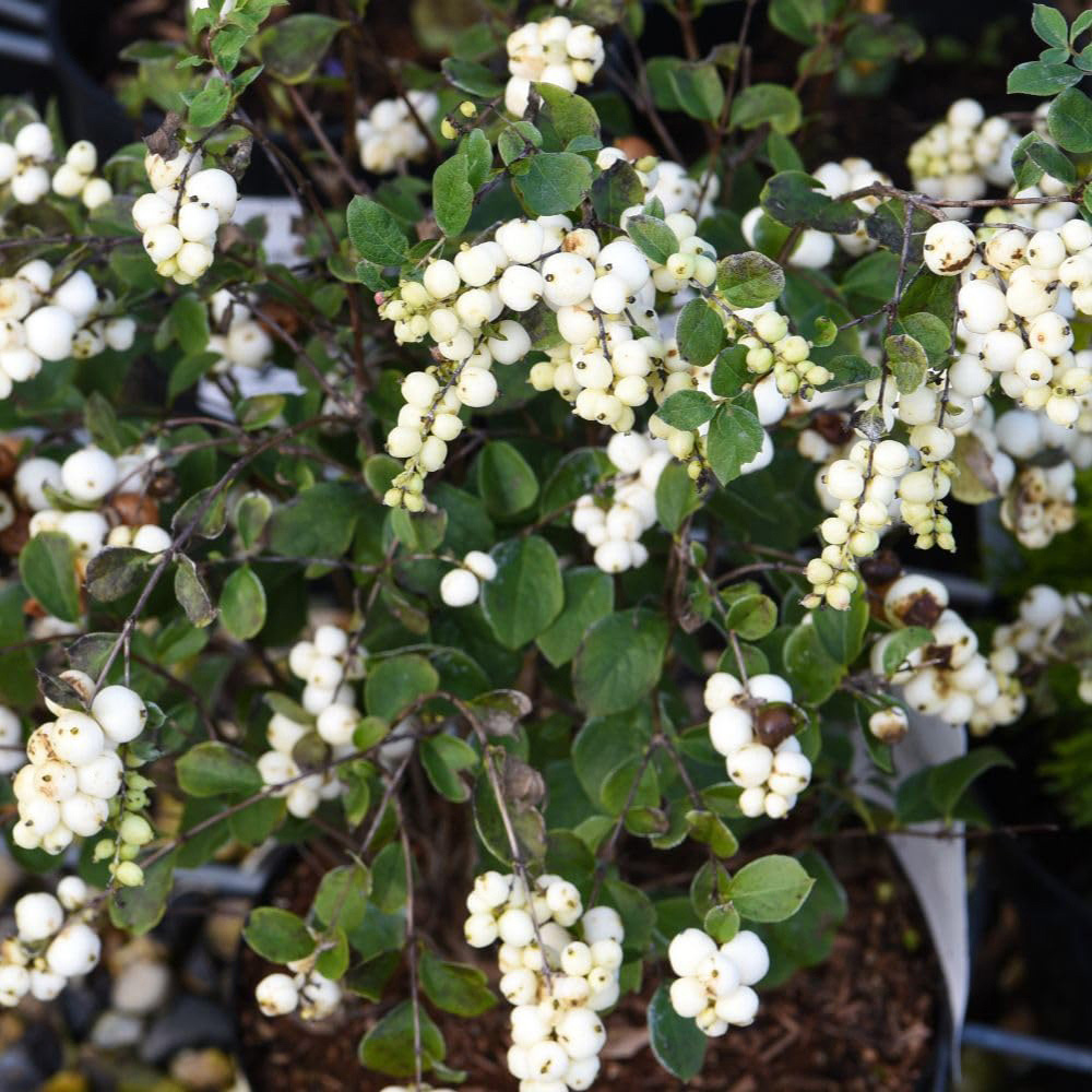Thompson and Morgan Symphoricarpos Doorenbosii Magical Galaxy Plant Pot 9cm Image 2