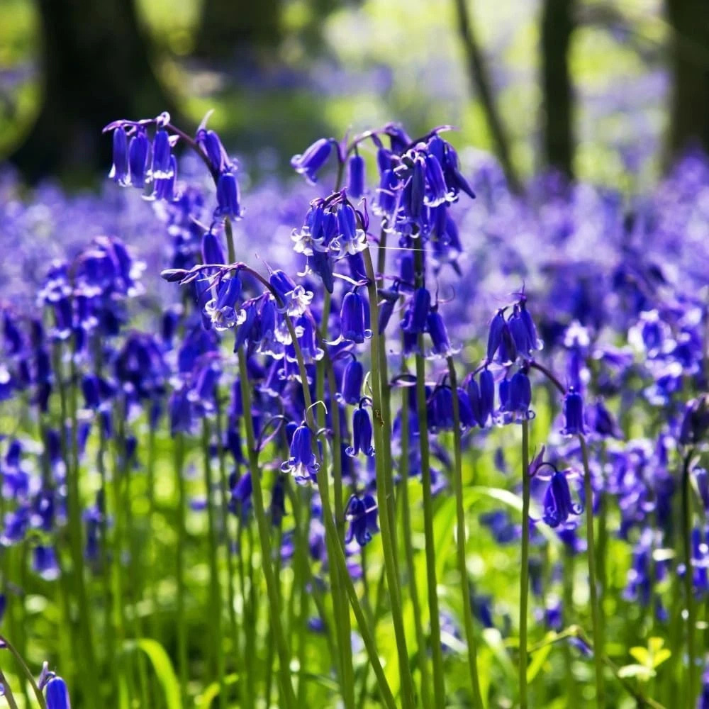 Thompson and Morgan English Bluebell Hyacinthoides Non-Scripta Autumn Planting Bulb 16 Pack Image 2
