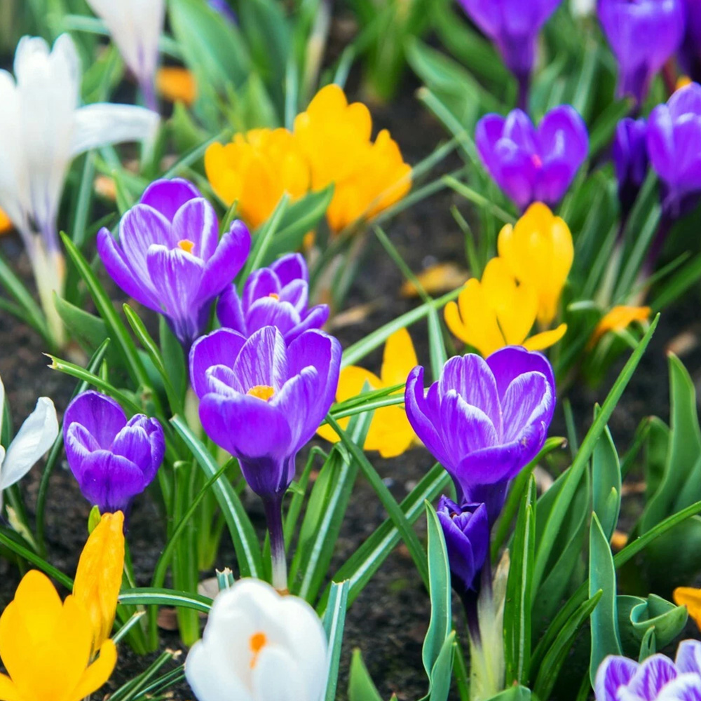 Thompson and Morgan Crocus Botanical Mixed Planting Bulb 40 Pack Image 1