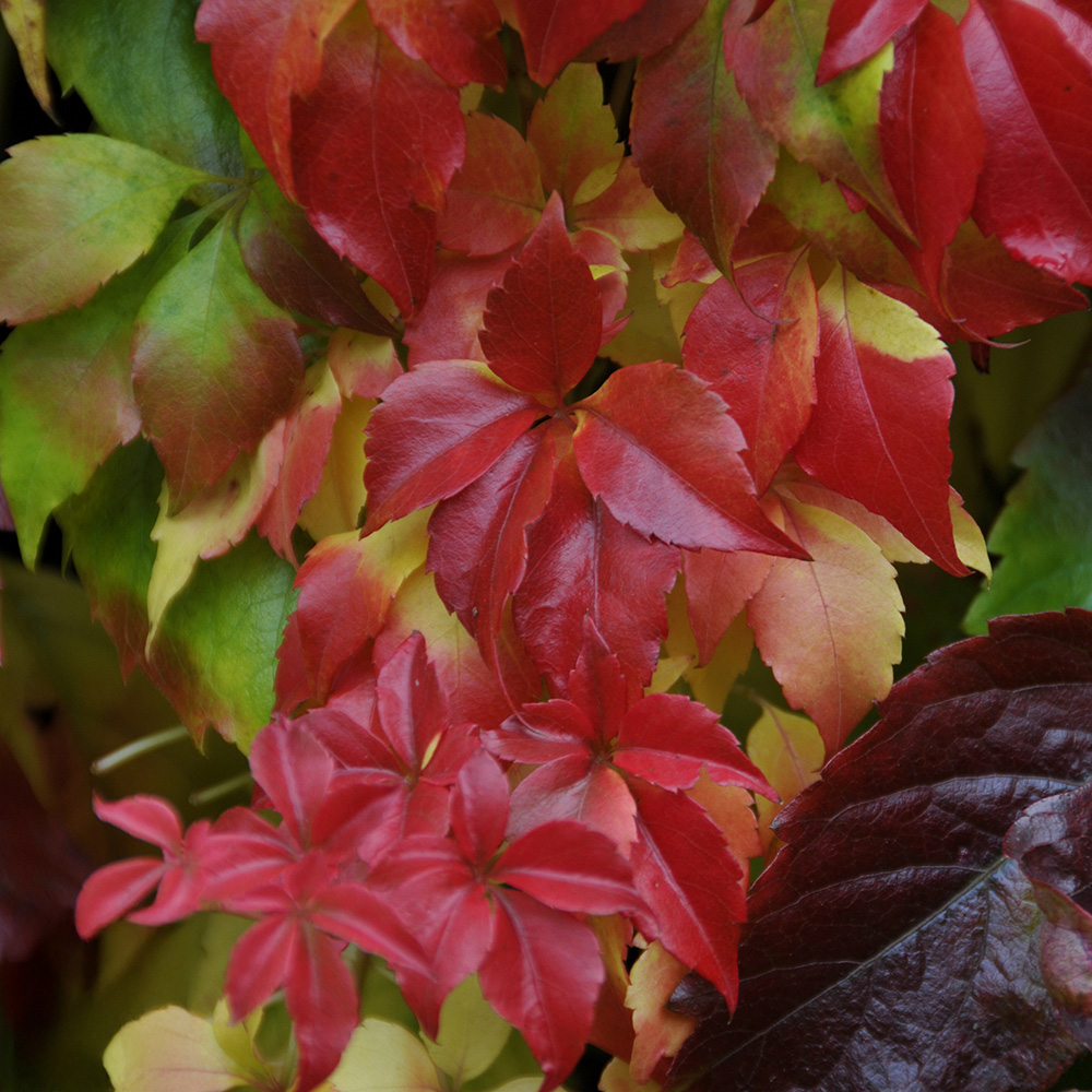 Thompson and Morgan Parthenocissus Quinquefolia Engelmannii Plant Pot 3L Image 1