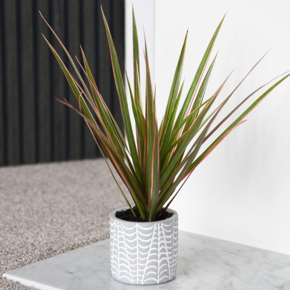 Thompson and Morgan Dracaena Marginata Bicolour Plant Pot 8.5cm 2 Pack Image 1