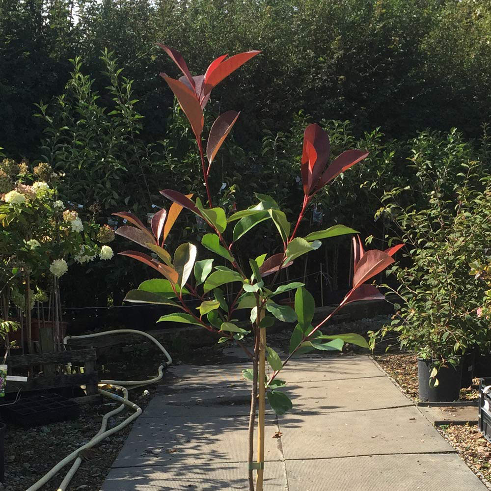 Thompson and Morgan Photinia Fraseri Red Robin Pot Plant 3L Image 2