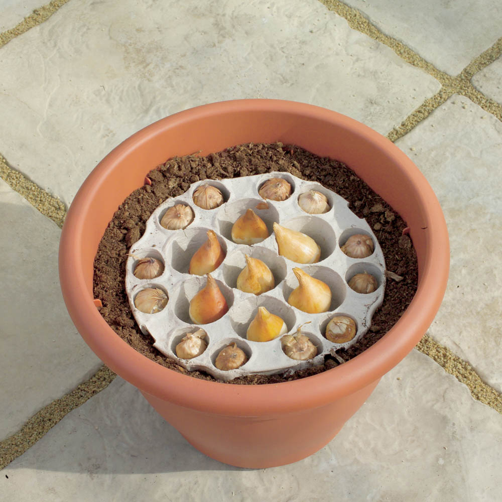 wilko Blooming Fast Tulip and Crocus Pod Mixed Bulb 19 Pack Image 3