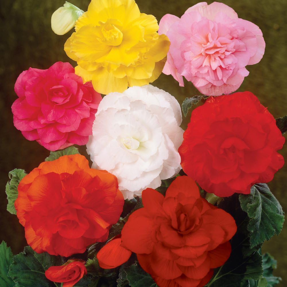 Thompson & Morgan Begonia Double Flowered Mixed Tuber 40 Pack Image 2