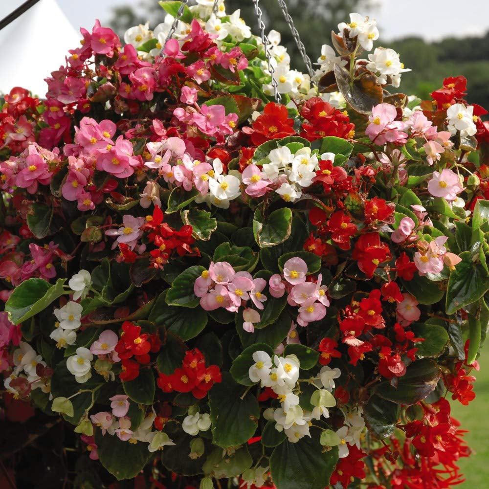 Thompson and Morgan Begonia F1 Giant Lotto Mixed Plant Plug 36 Pack Image 1