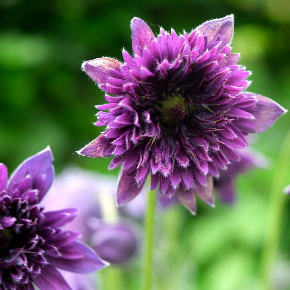 Thompson and Morgan Pulsatilla Fairy Dreams Plant Pot 9cm Image 1