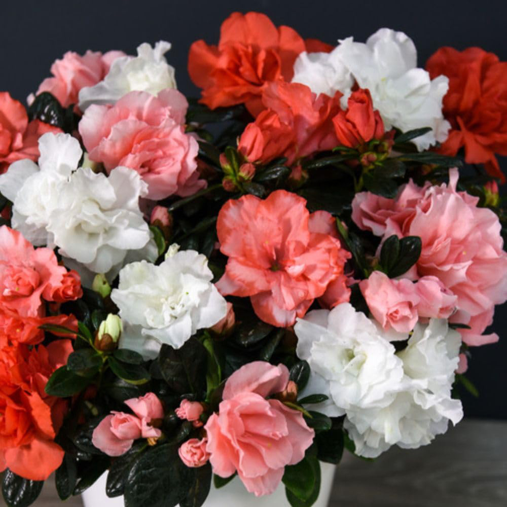 Thompson and Morgan Christmas Gift Azalea Quartet Plant Pot 14cm Image 2