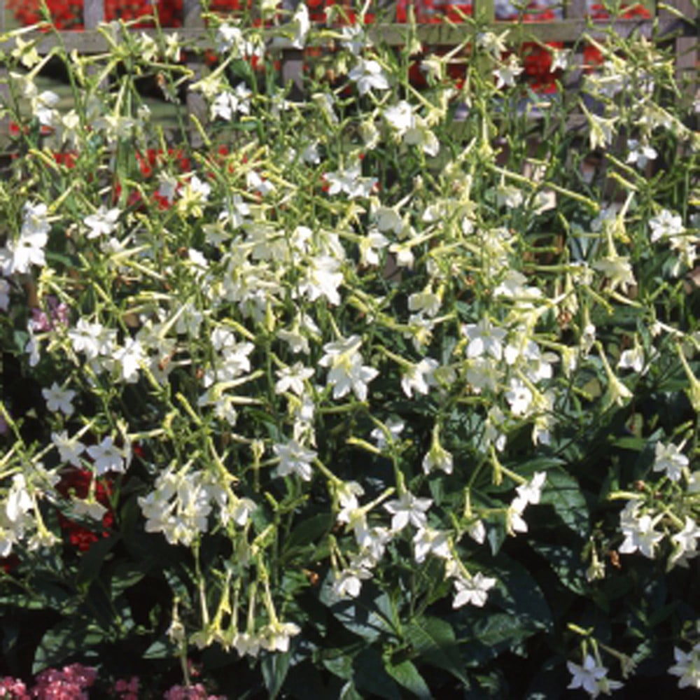 Thompson and Morgan Nicotiana Affinis Garden Ready Plant 15 Pack Image 3