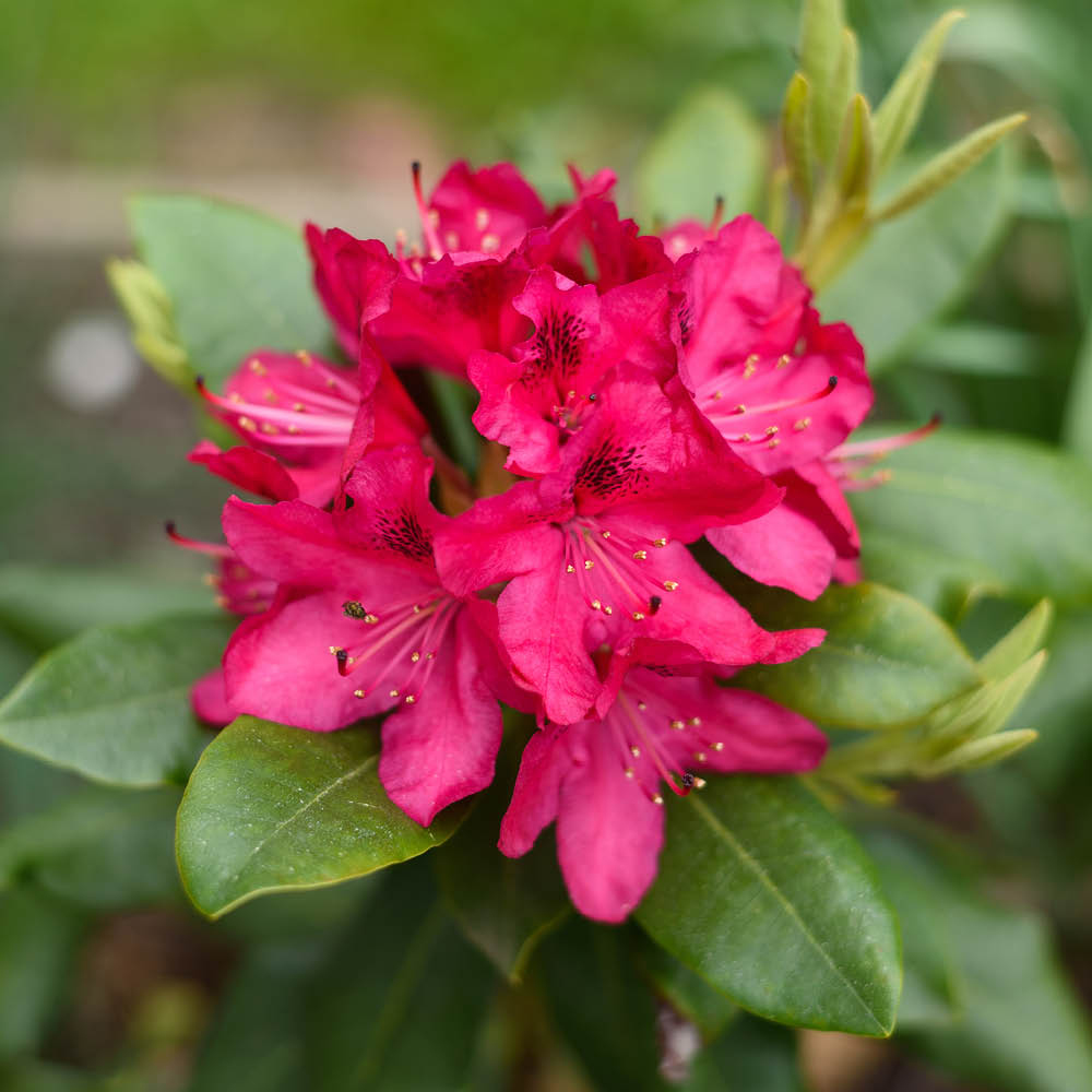 YouGarden Red Rhododendron Hybrid Plant Pot 15cm Image 1