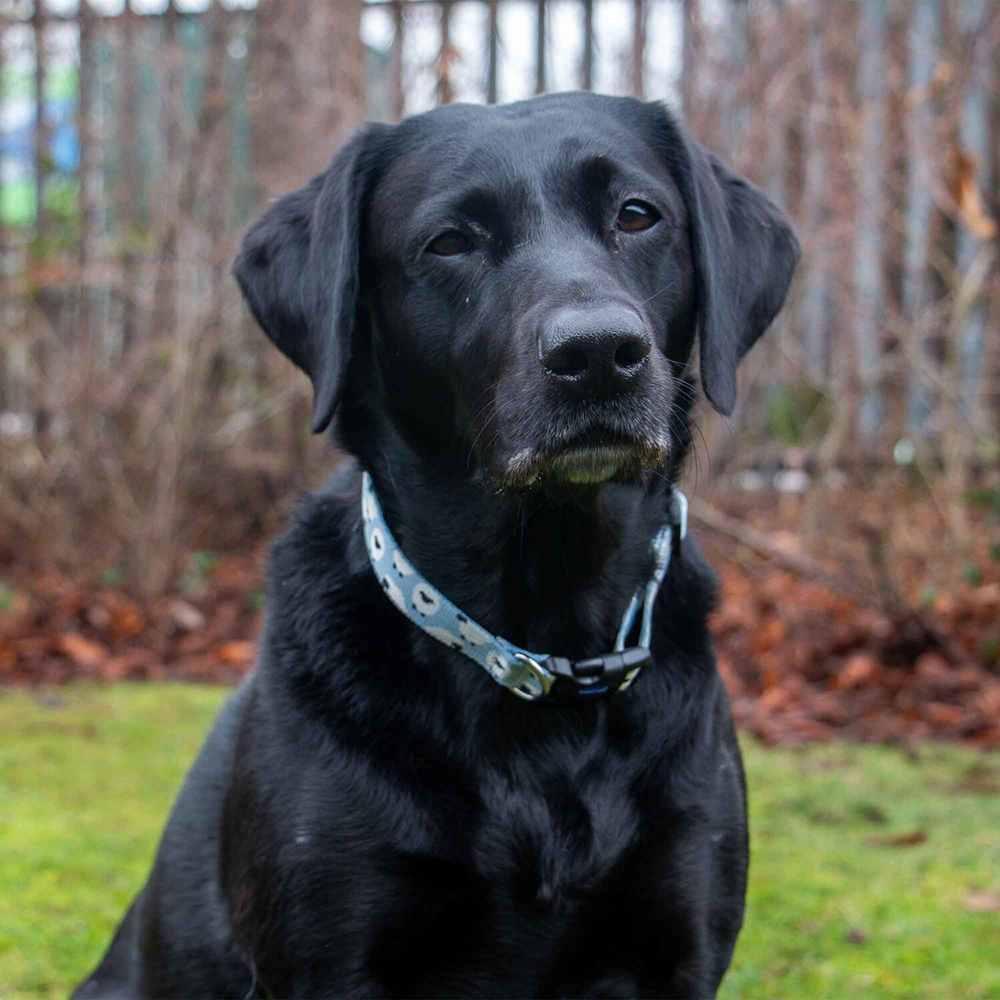 Counting Sheep Dog Collar 30 50cm Neck Image 2