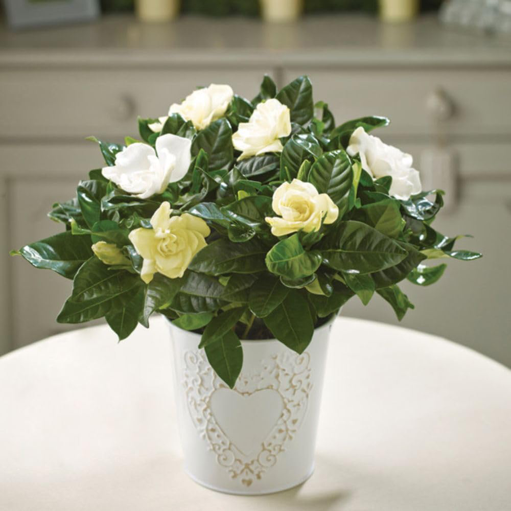Thompson and Morgan Christmas Gift Gardenia Snowball Plant Pot 13cm Image 3