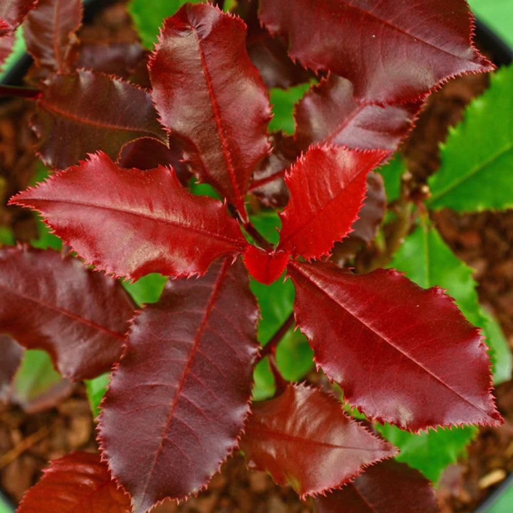 Thompson and Morgan Photinia x Fraseri Magical Volcano Plant Pot 9cm 3 Pack Image 5