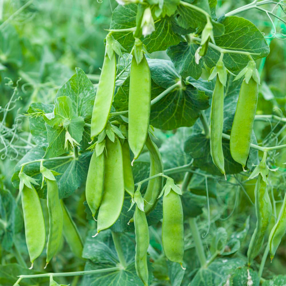 Thompson and Morgan Pea Mangetout Snow Max Seeds Image