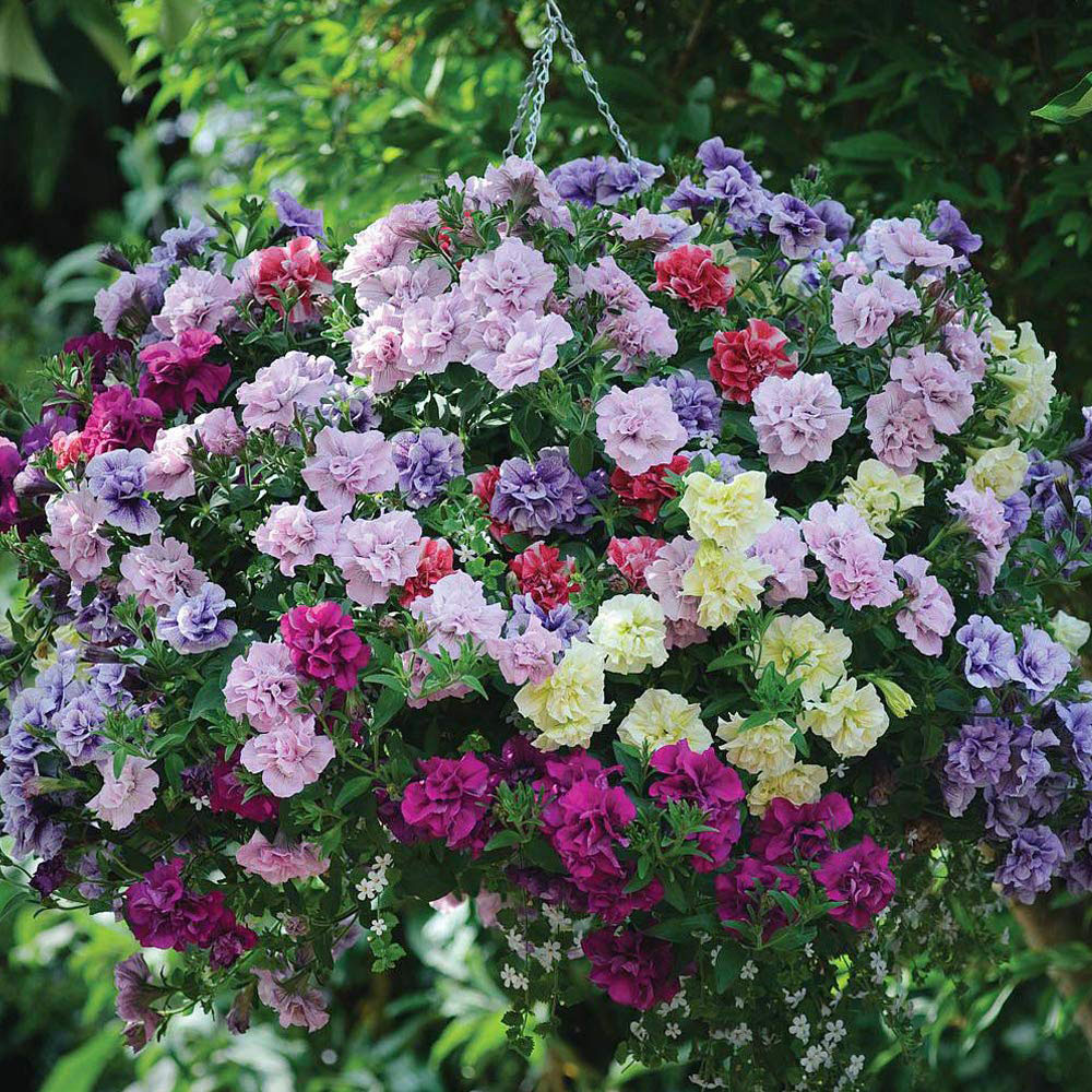 Thompson and Morgan Petunia Frills and Spills Preplanted Hanging Basket 25cm Image 6