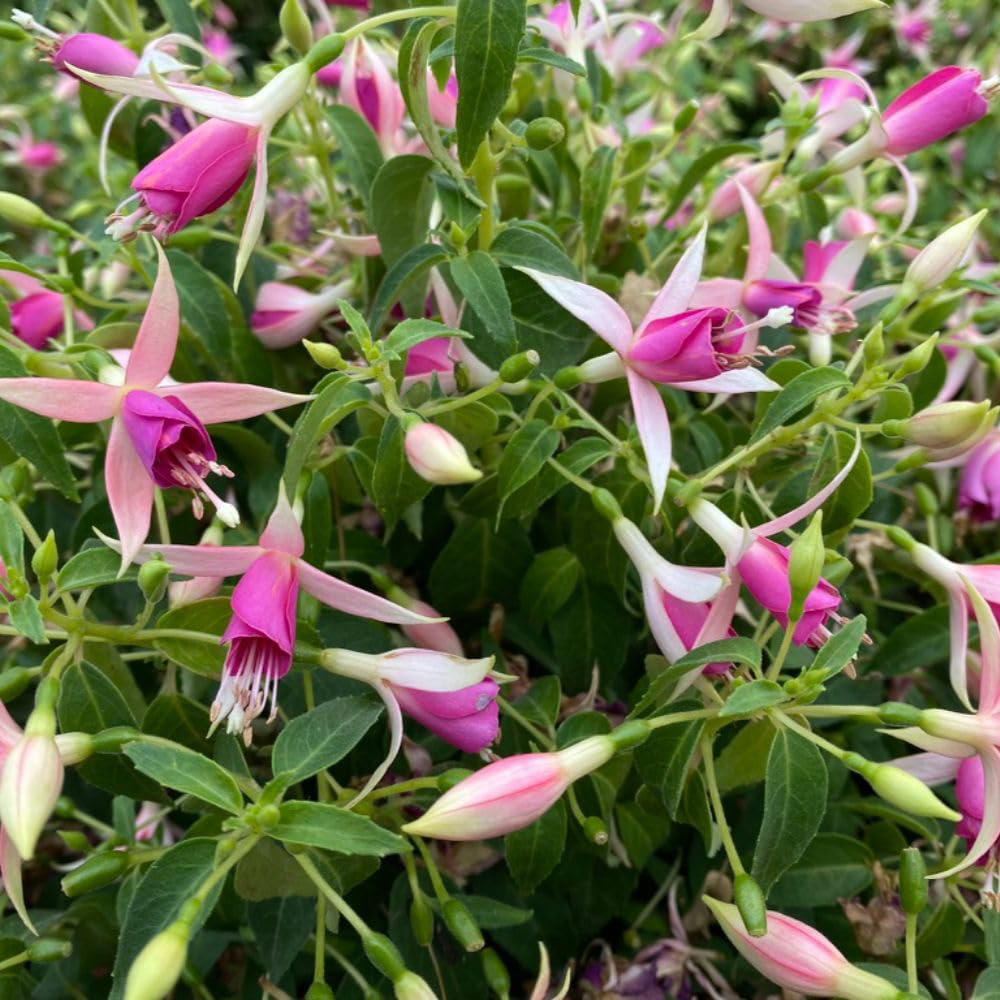 Thompson and Morgan Fuchsia Fairy Polar Plant Pot 3L Image 1