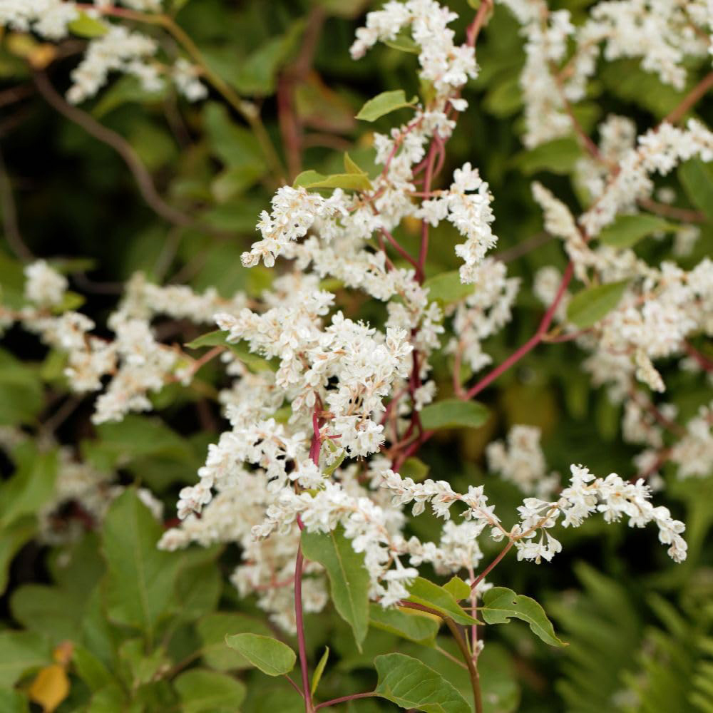 Thompson and Morgan Fallopia Aubertii Polygonum Baldschuanicum Plant Pot 3L Image