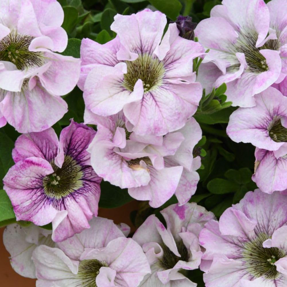 Thompson and Morgan Petunia Bridal Blush Postiplugs 5 Pack Image 1