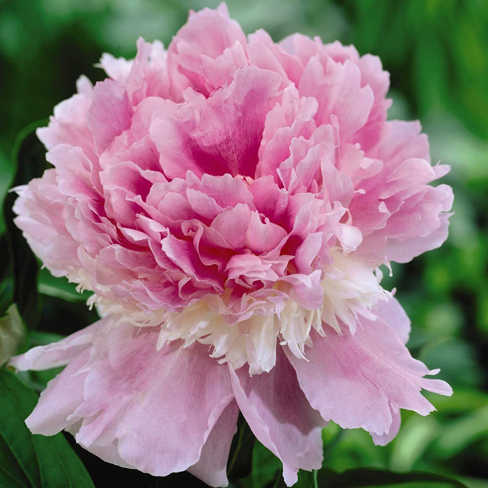 Thompson & Morgan Peony Edens Perfume Bare Root Image 1