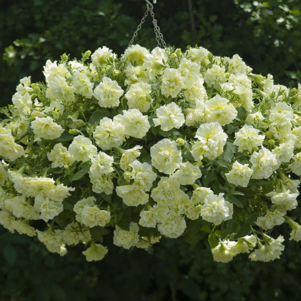 Thompson and Morgan Petunia Tumbelina Frills and Spills Susanna Postiplug Plant 5 Pack Image 3