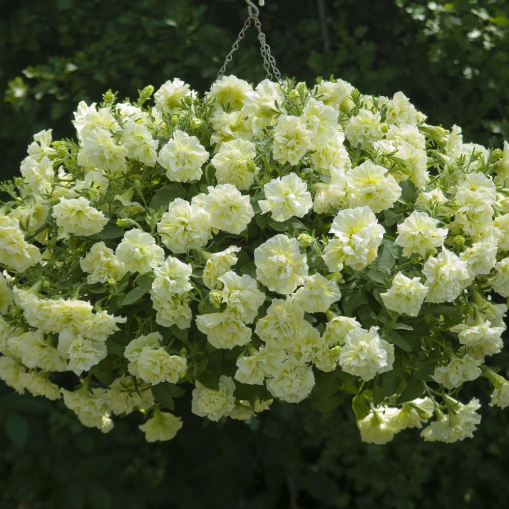 Thompson and Morgan Petunia Tumbelina Frills and Spills Susanna Postiplug Plant 10 Pack Image 3