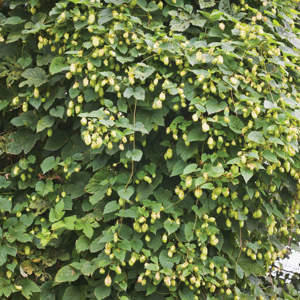 Thompson & Morgan Humulus lupulus Aureus Plant Pot 1L Image 2