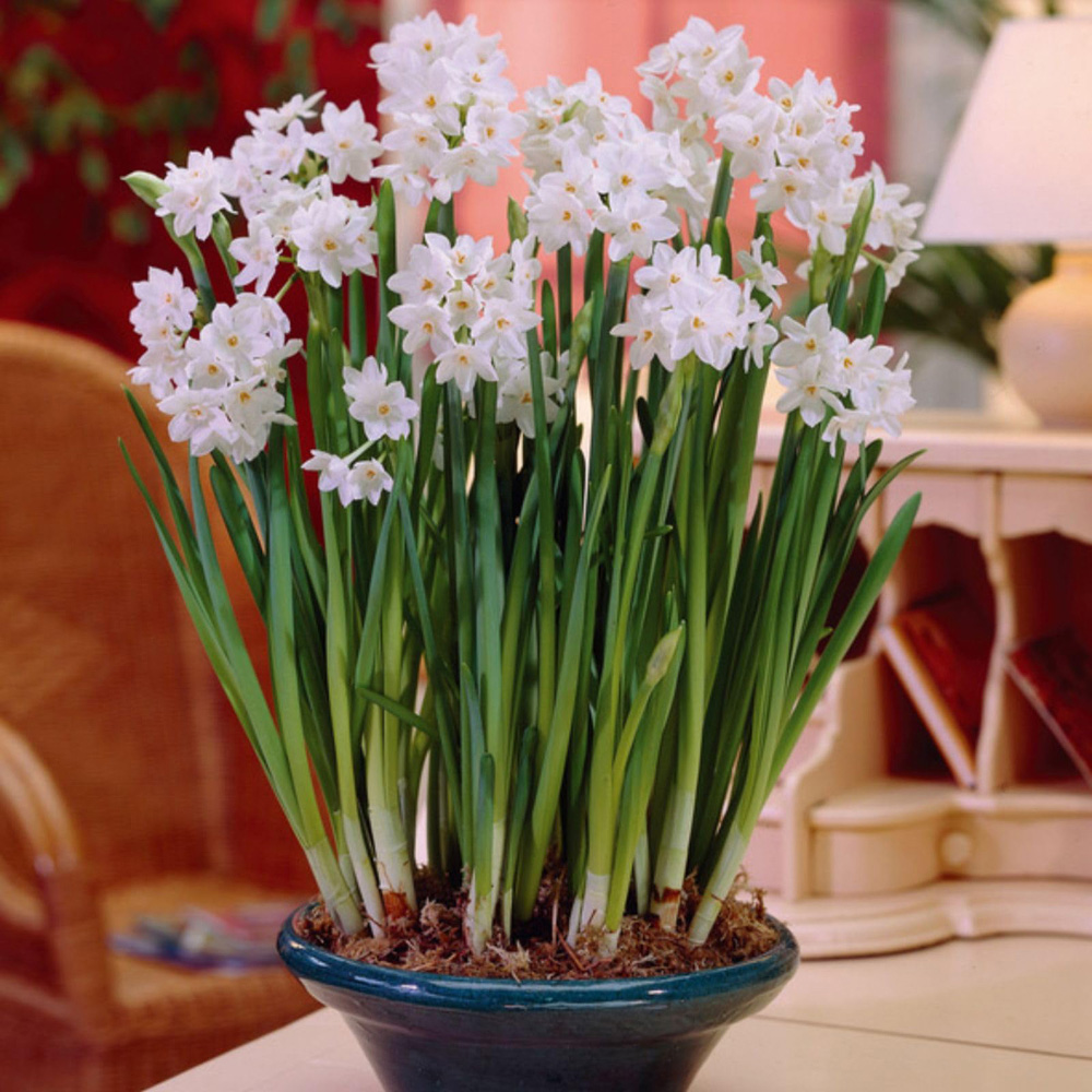 Thompson and Morgan Christmas Gift Narcissus Paperwhites Plant Pot 12cm Image 5