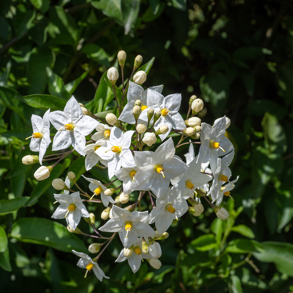 Thompson and Morgan Solanum Jasminoides Album Plant Pot 3L 2 Pack Image 2