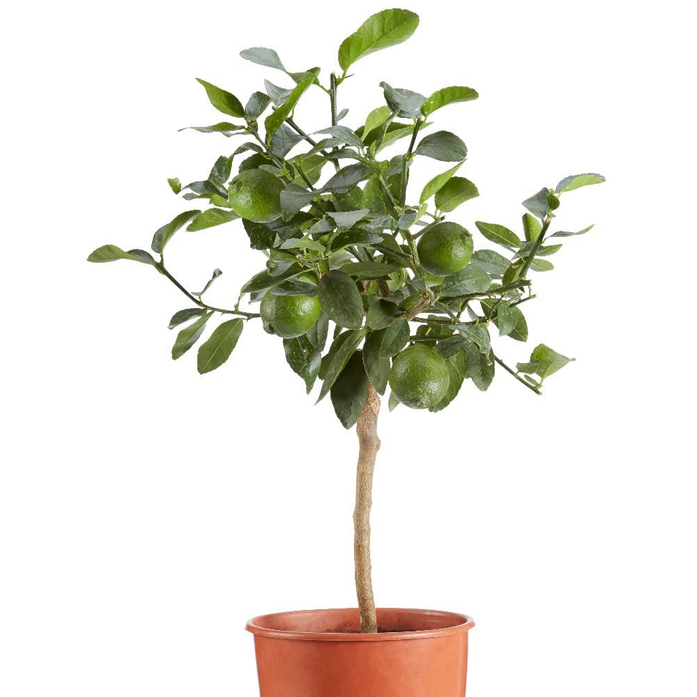 Thompson and Morgan Citrus Tree Lime Tahiti Citrus Latifolia Plant Pot 5L 2 Pack Image 2