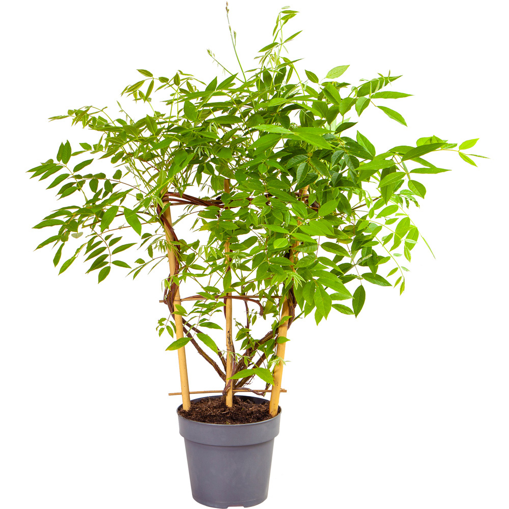 YouGarden Wisteria Amethyst Falls Plant Pot Image 3