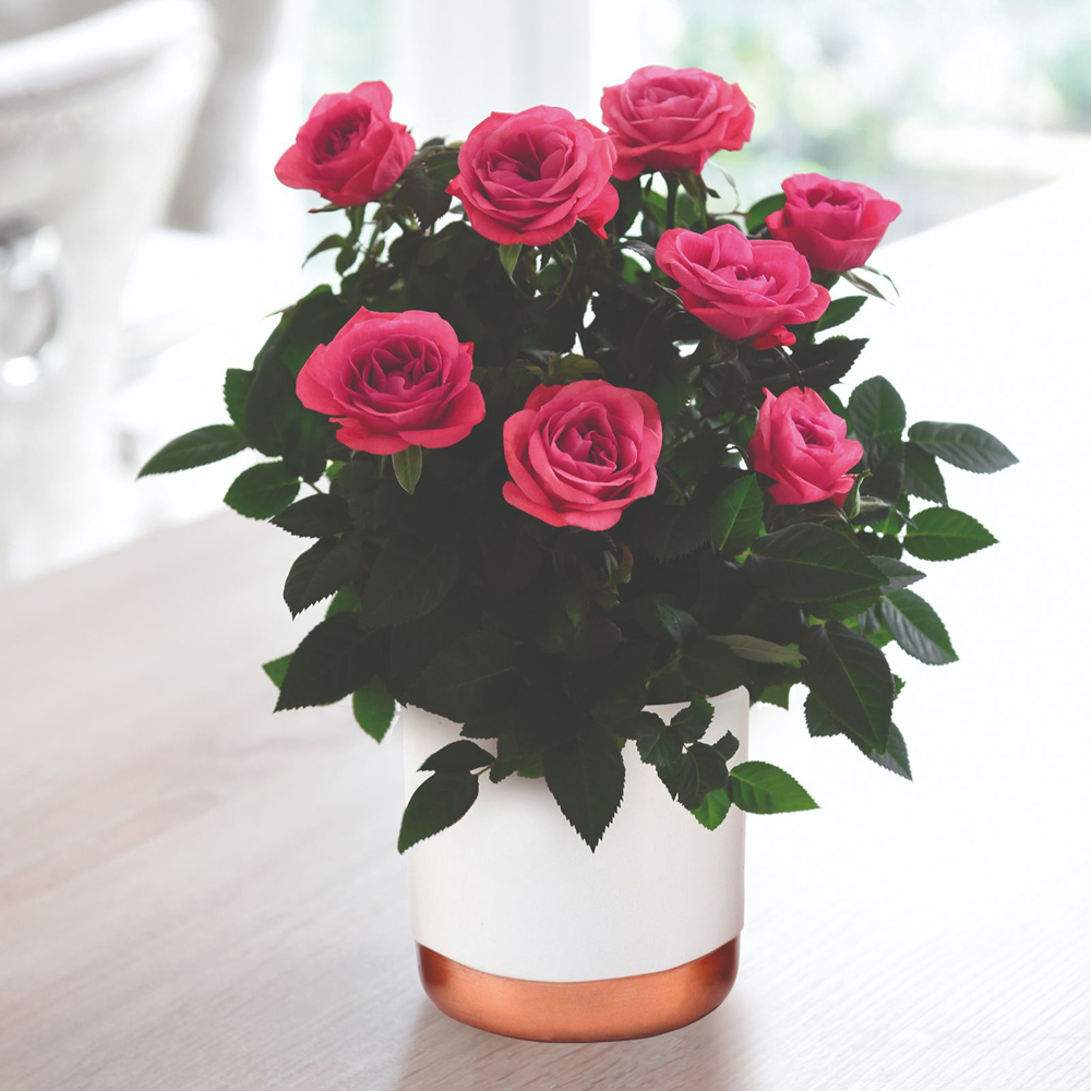 Thompson and Morgan Christmas Gift Scented Rose Deep Pink Plant in Zinc Pot 10.5cm 4 Pack Image 2