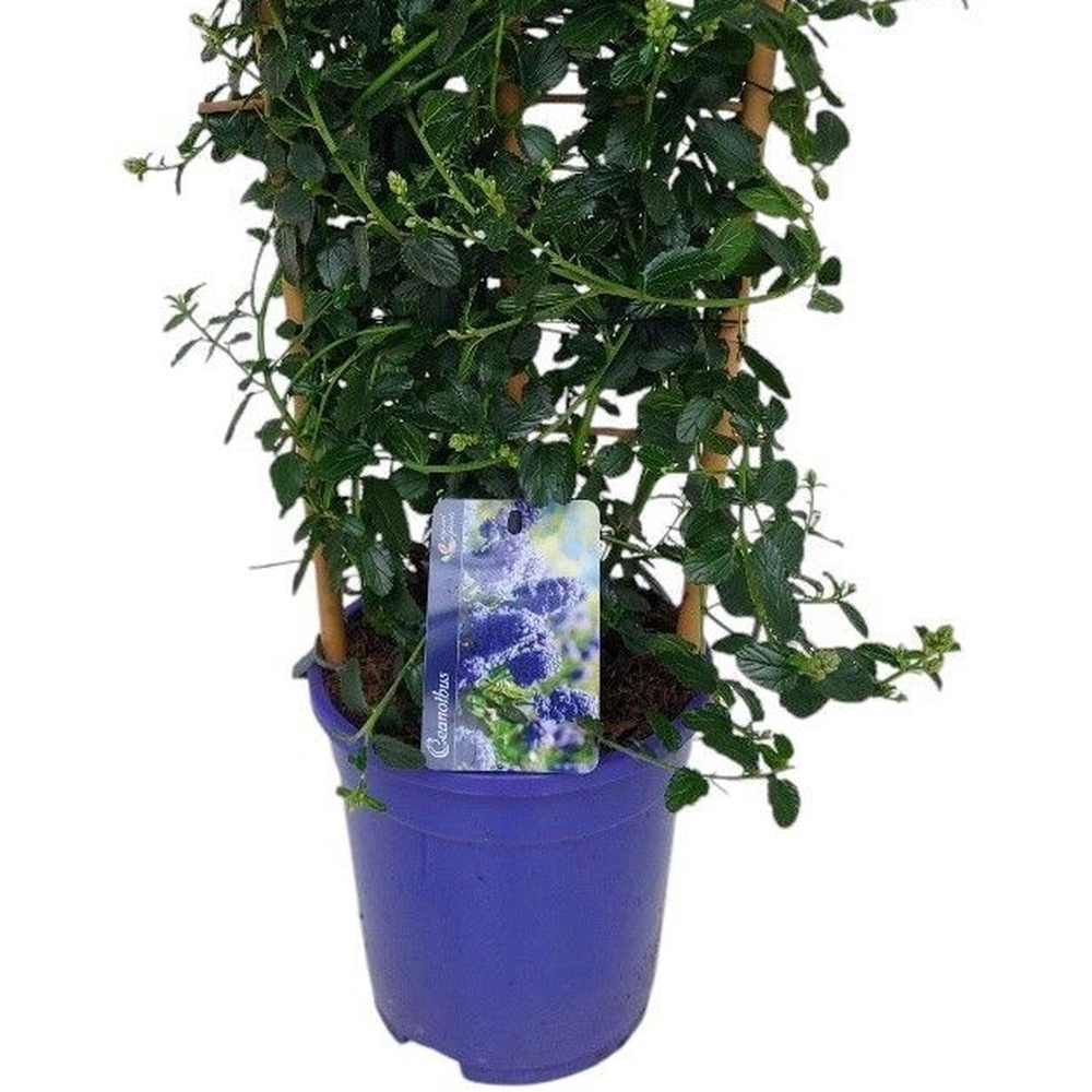 Ceanothus Thyrsiflorus Repens Plant on Trellis Image 2