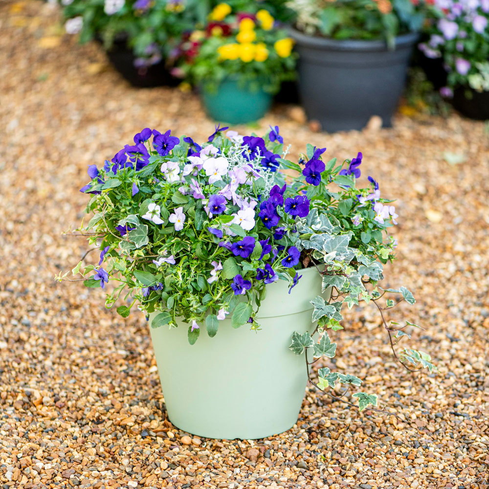 Thompson and Morgan Lucena Laurel Green Matte Finish Pot 27cm Image 2