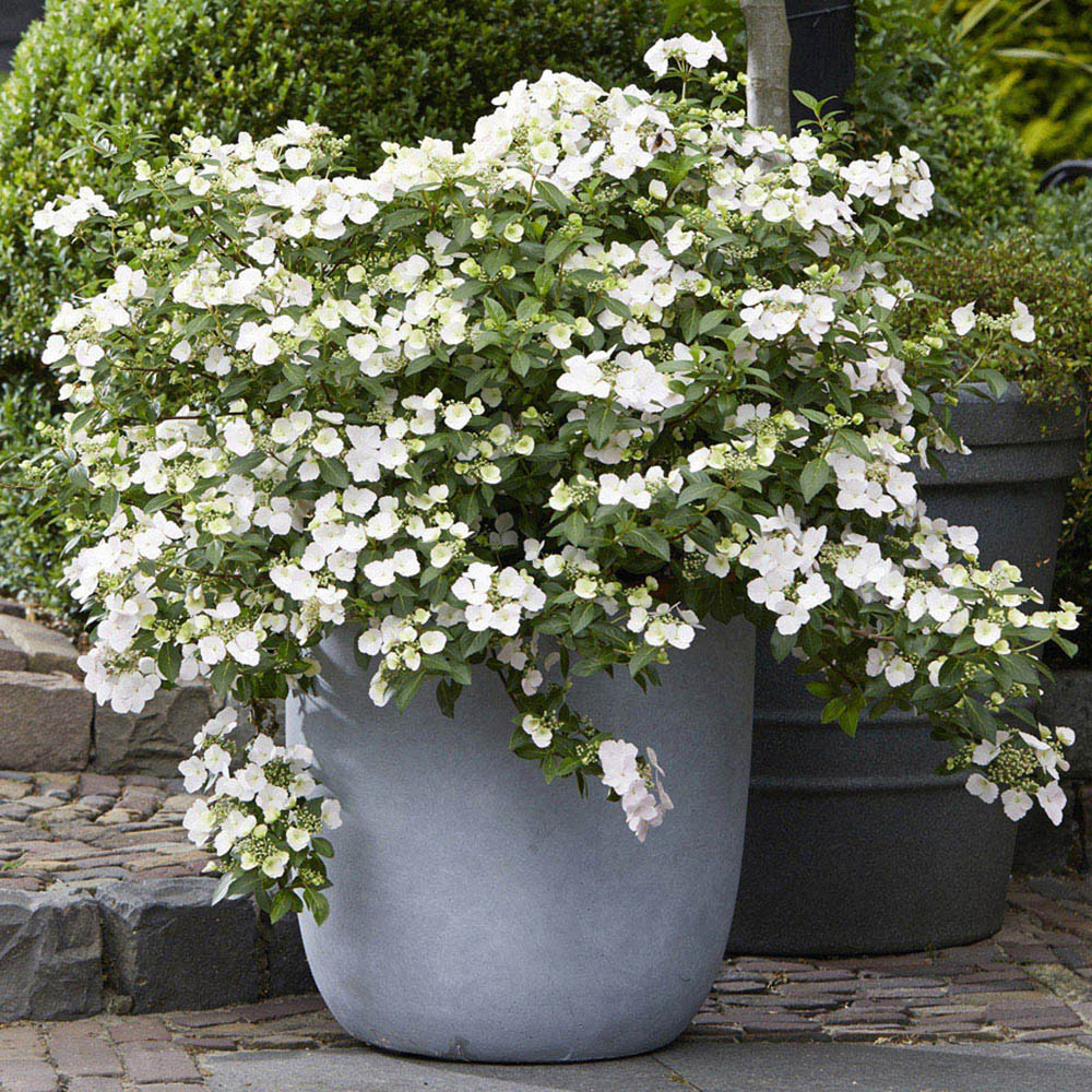 wilko Hydrangea Runaway Bride Plant Pot 14cm Image 1