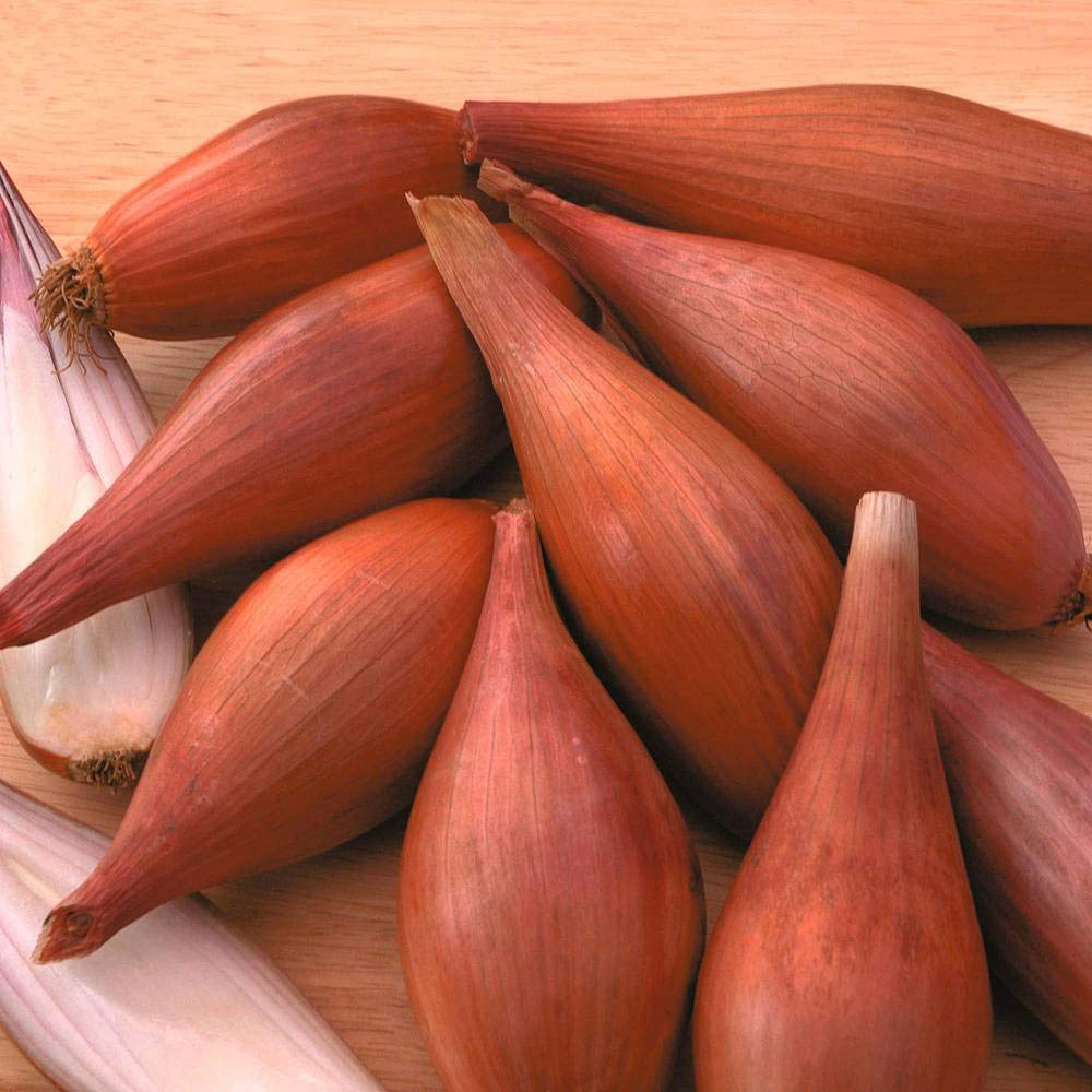 Thompson & Morgan Shallot Figaro Seeds Image 1