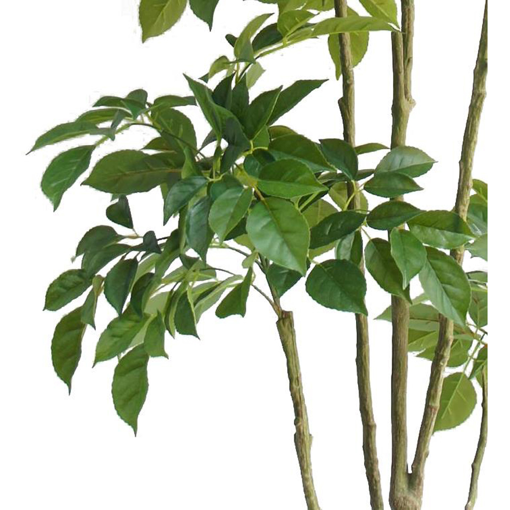 Botanik Radermachera Artificial Tree in Pot 6ft Image 2
