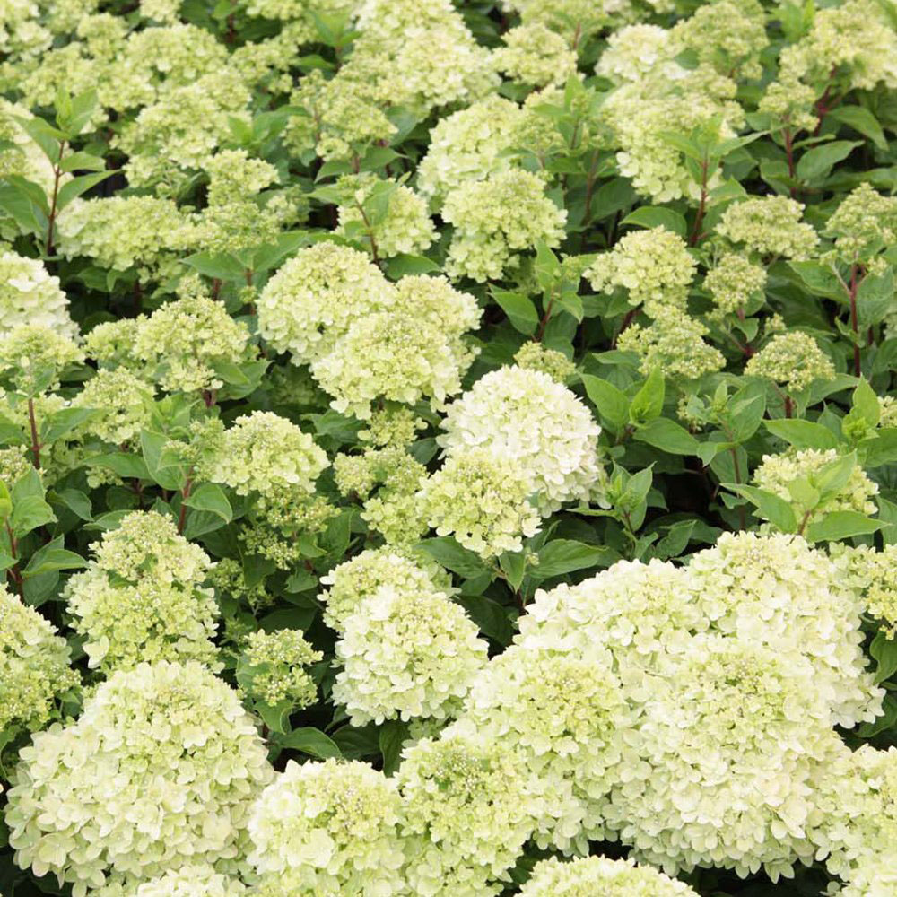 Thompson and Morgan Hydrangea Paniculata Limelight Plant Pot 9cm 2 Pack Image 7