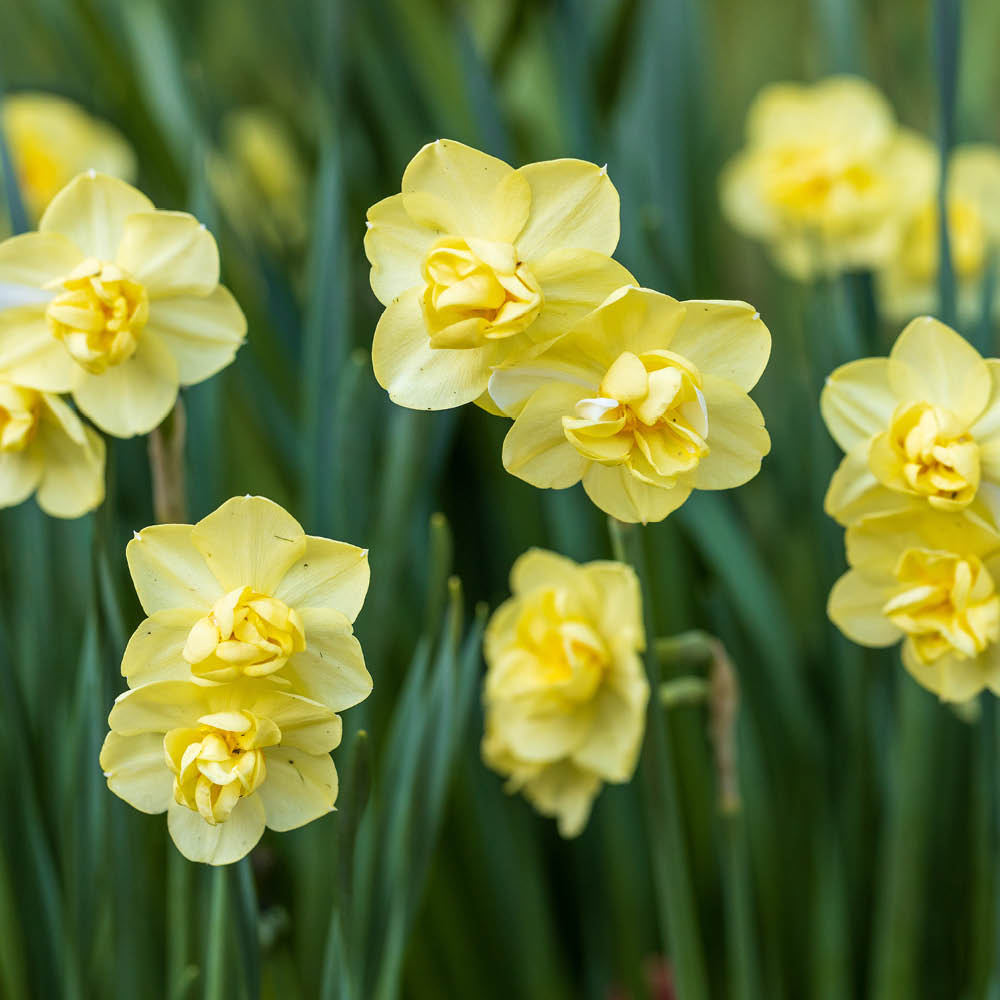 YouGarden Narcissus Yellow Cheerfulness Planting Bulb 30 Pack Image 1