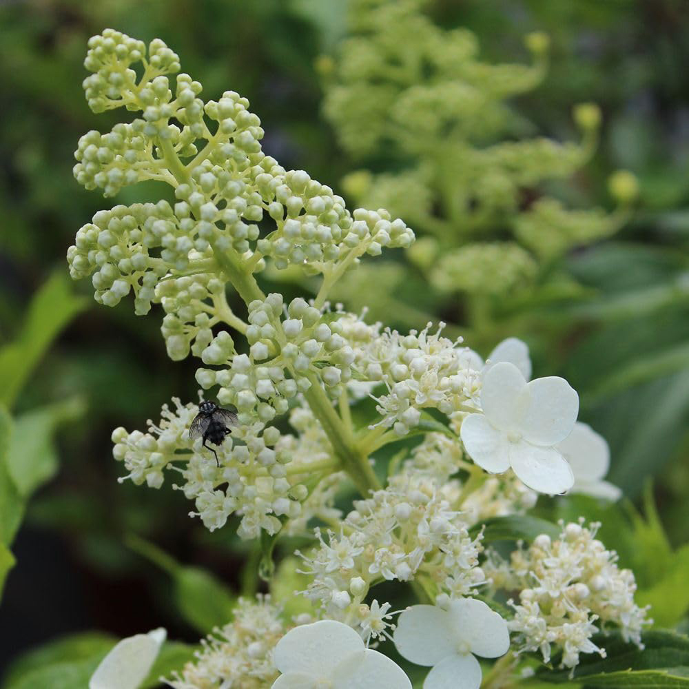 Thompson and Morgan Hydrangea Seemannii Plant Pot 2L 2 Pack Image