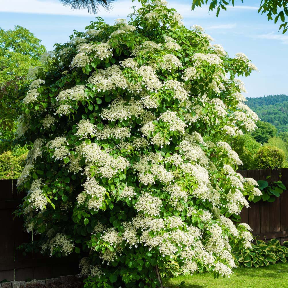 Thompson and Morgan Hydrangea Anomala Petiolaris Plant Pot 9cm Image 2