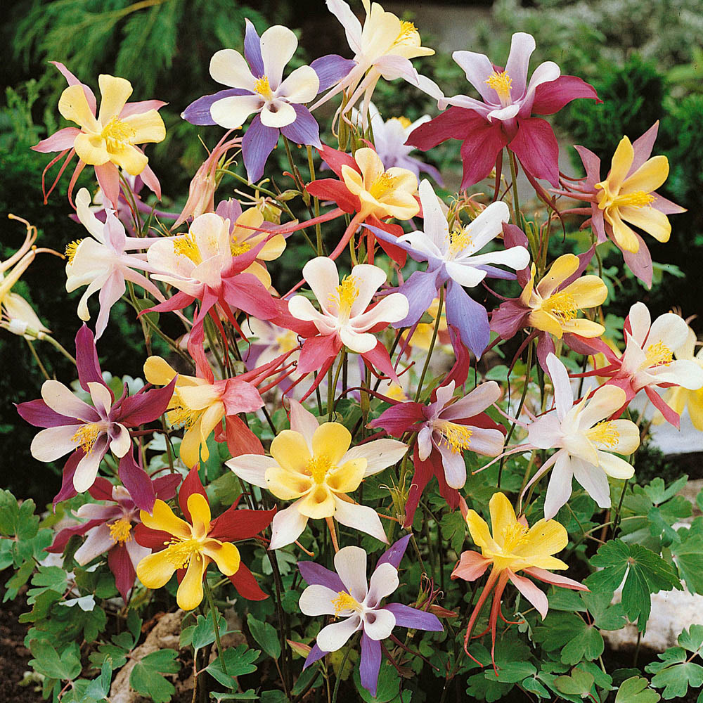 YouGarden Perfect for Shade Bare Root Collection 15 Pack Image 3