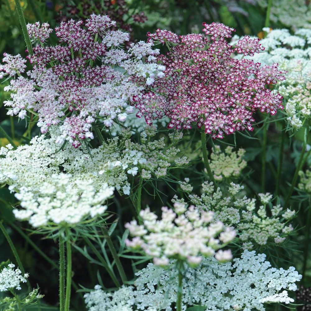 Thompson & Morgan Daucus Carota Dara Seeds Image 1