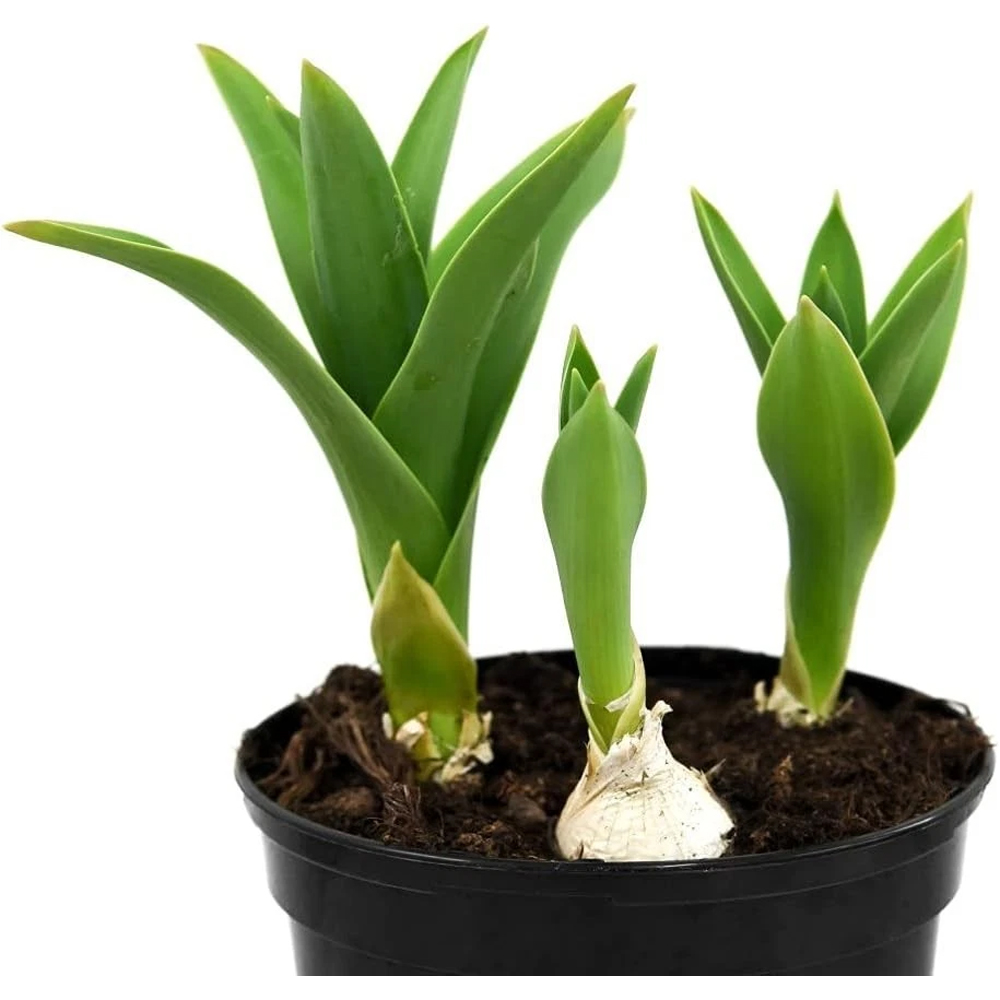 Thompson and Morgan Allium Schubertii Planting Bulb 3 Pack Image 4