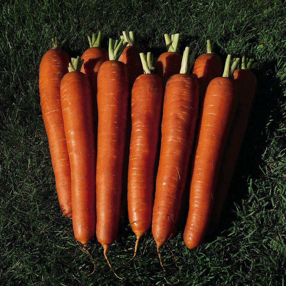 Thompson & Morgan F1 Hybrid Carrot Bangor Seed Packet Image 2
