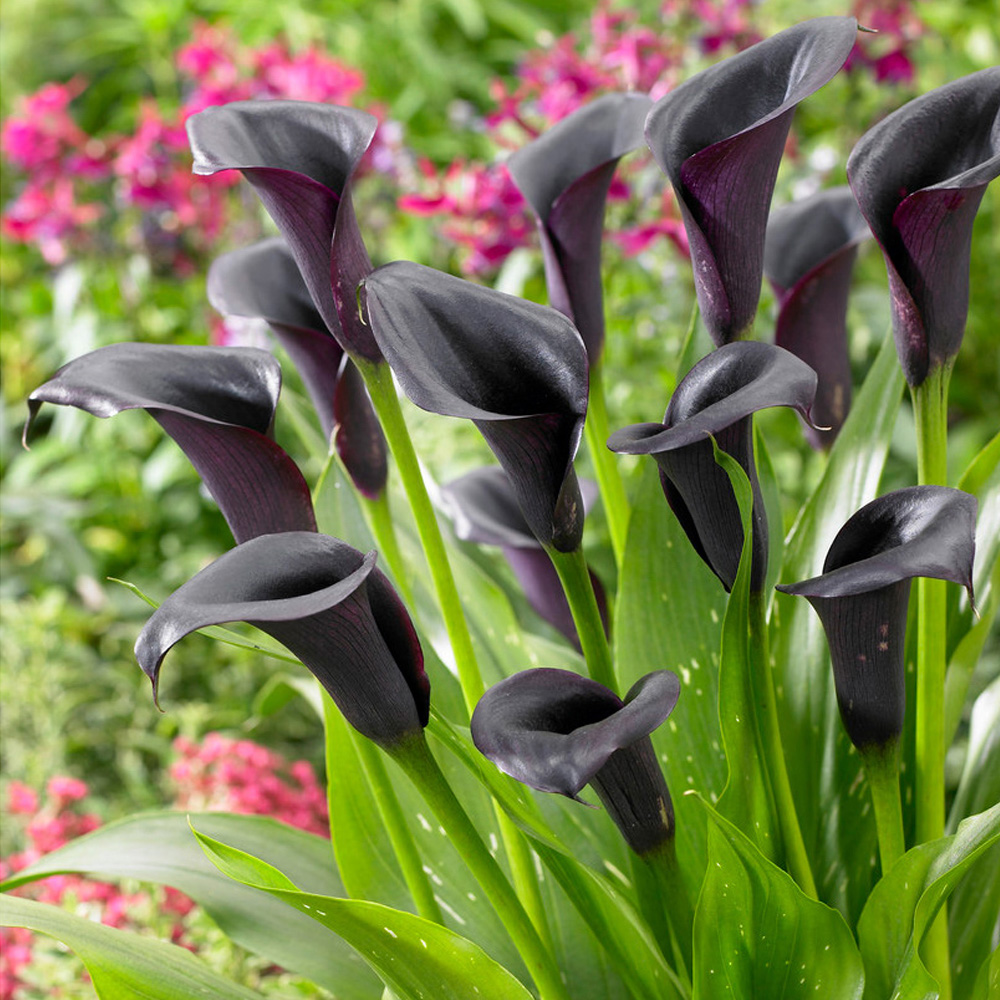 wilko Calla lily Cantor Black Spring Planting Bulbs 3 Pack Image 2
