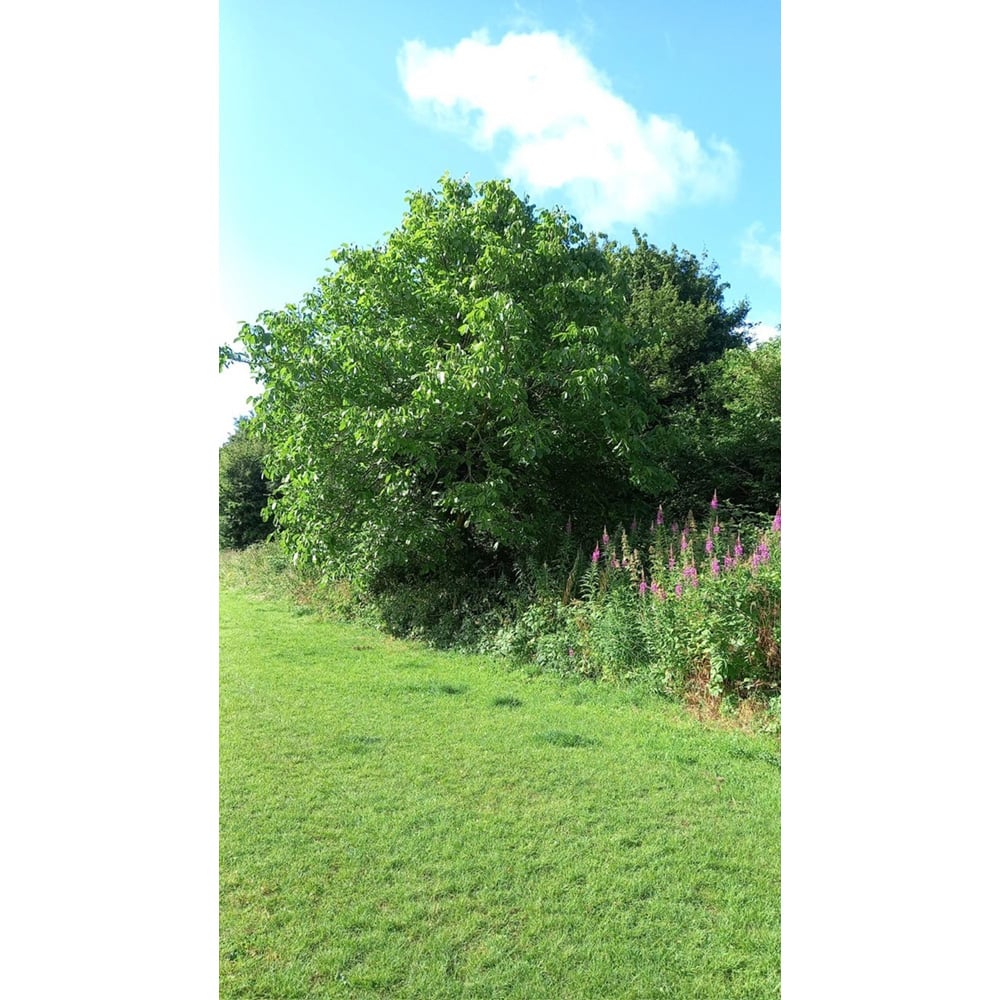 Inspirational Gifting Walnut Juglans Regia Sapling 40-60cm 10 Pack Image 4