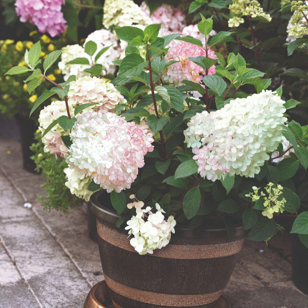 Thompson and Morgan Hydrangea Paniculata Vanille Fraise Plant Pot 30L Image 3