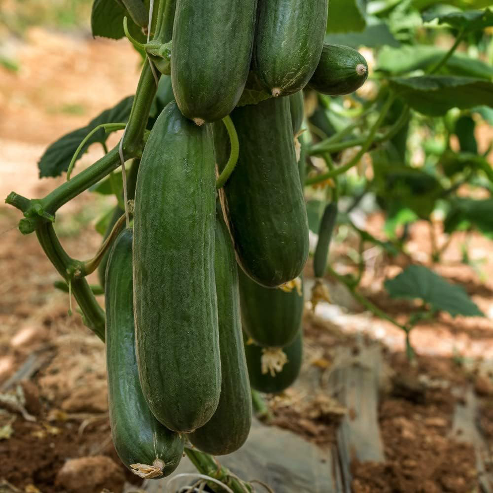 Thompson & Morgan Organic Cucumber Marketmore 15 Seeds Packet Image