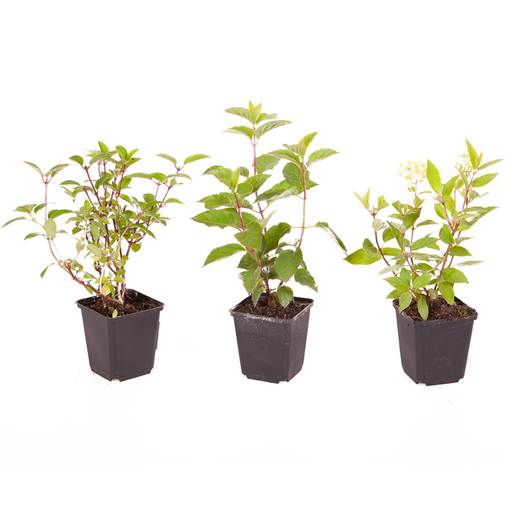 YouGarden Hydrangea Paniculata Collection Plant Pot 3 Pack Image 4