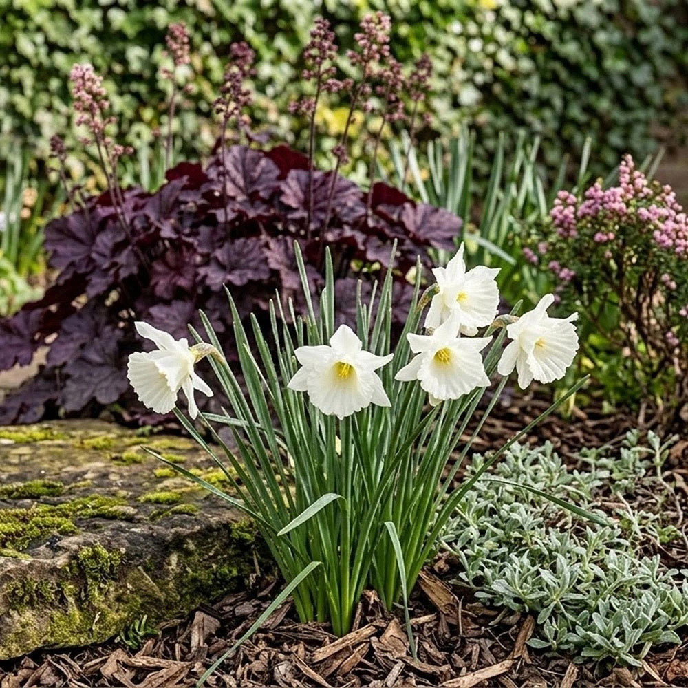 Thompson and Morgan Daffodil Cantabricus Planting Bulb 8 Pack Image 3