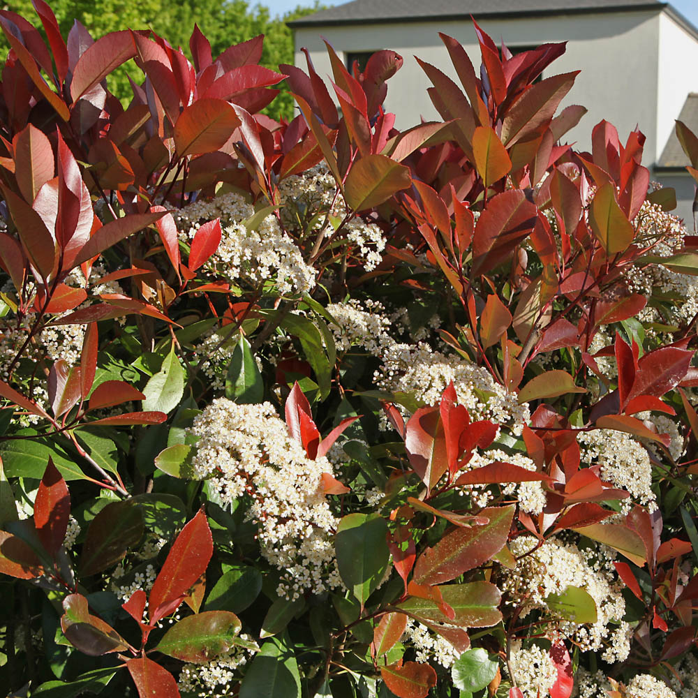 YouGarden Photinia Red Robin Hedging Plant in Pot 9cm 24 Pack Image 1